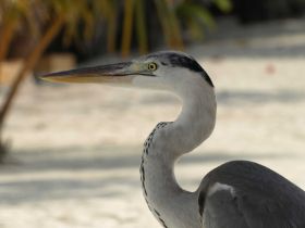 Tierwelt (1).jpg