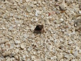 Tierwelt (13).jpg