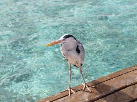 Tierwelt (20).jpg