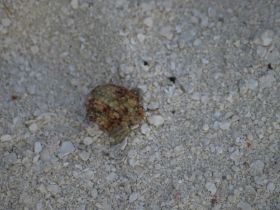 Tierwelt (21).jpg